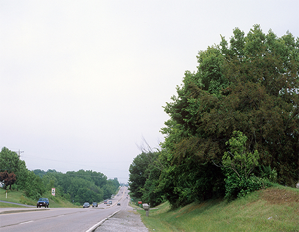 Highway and Tree