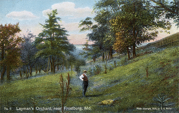 John Kennedy Lacock Braddock Road Postcard #11: Layman's Orchard, near Frostburg, Md.