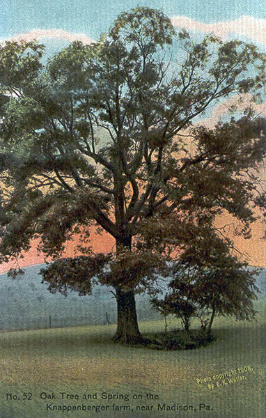John Kennedy Lacock Braddock Road Postcard #52: Oak Tree and Spring on the Knappenberger farm, near Madison, Pa.