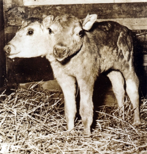 Two-headed calf